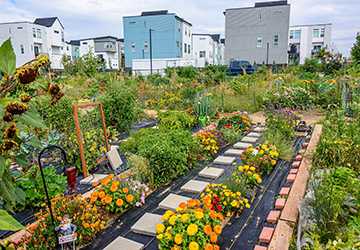 How to Start a Sustainable Urban Garden